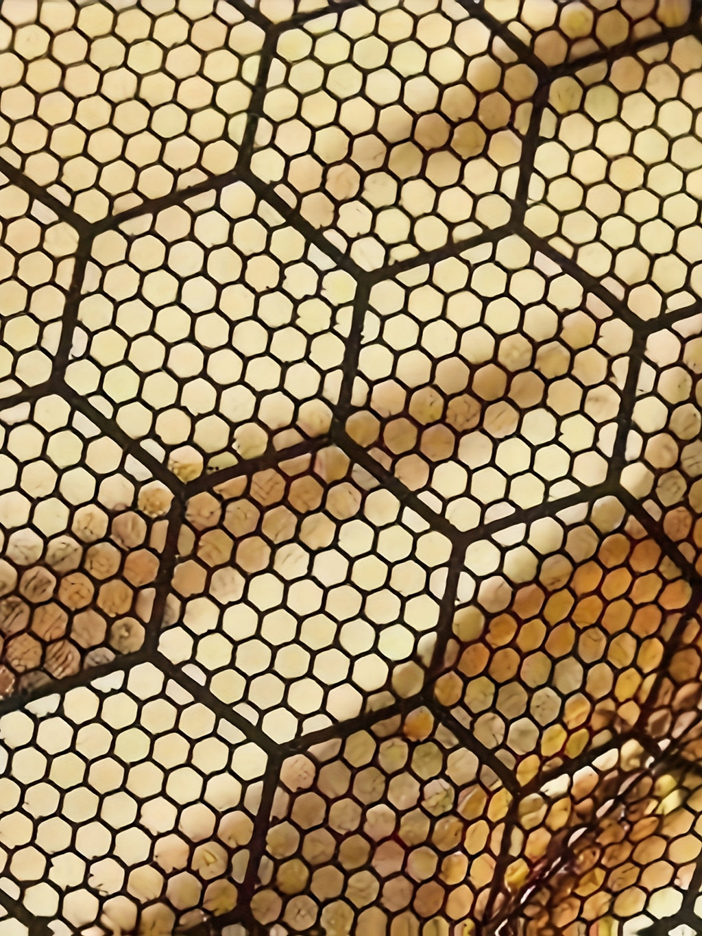Veste matelassée matelassée nid d'abeille noire et dorée à capuche et