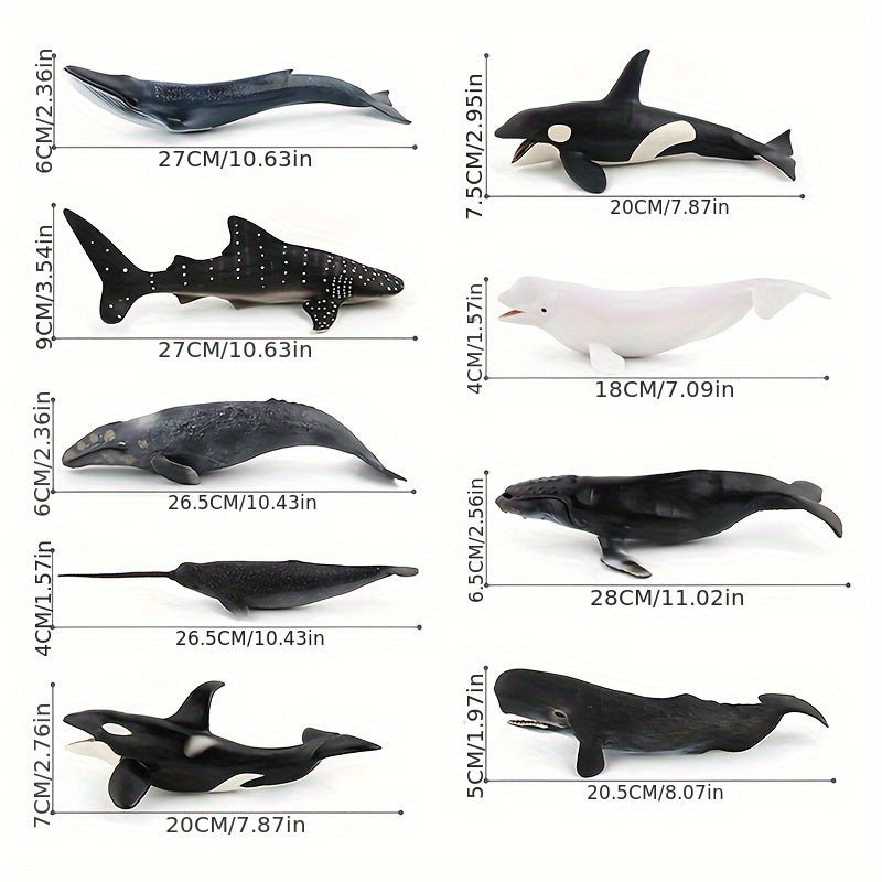 Modèles réalistes de baleines, baleine bleue, requin-baleine, narval, photo 16